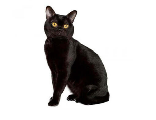 Black and white bombay clearance cat